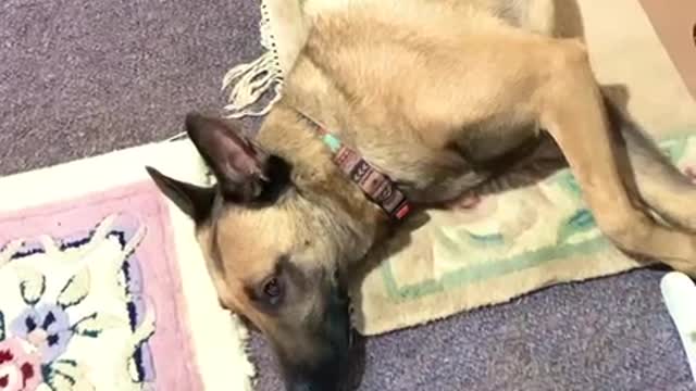 Malinois dog lulled to sleep by Christmas lullaby