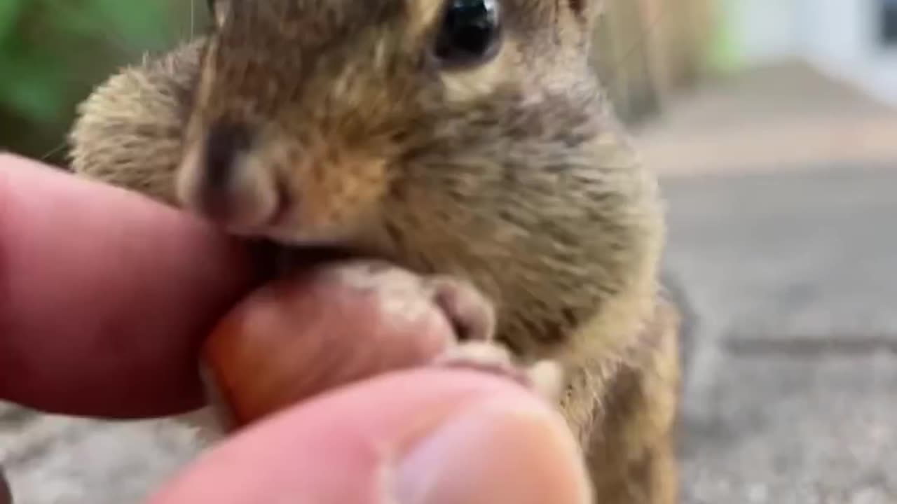 Behold the super cheek powers of Boris, fill the cheeks #shorts #boris #chipmunks