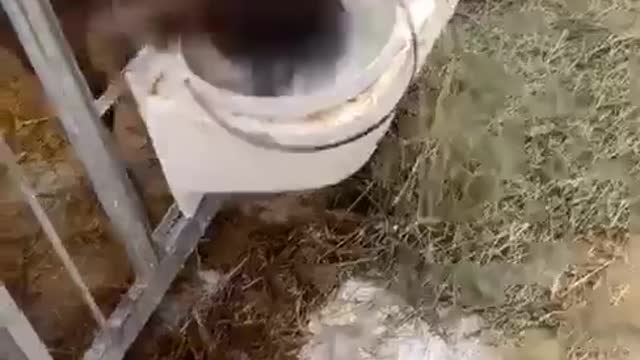 Calf Sends Milk Shooting From Its Nose