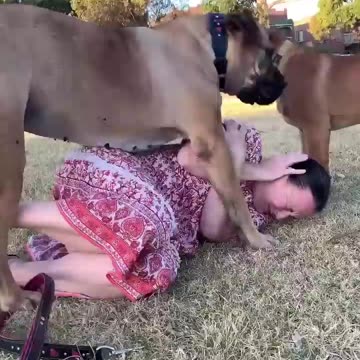 Big Boerboel pinches owner #boerboel #mastiff #shortsbeta #shortsvideo