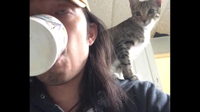 Cat sits on owner's shoulder while he drinks from cup