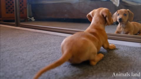 Cut dog reaction. In front of mirror.