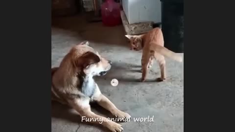 Funny animal videos