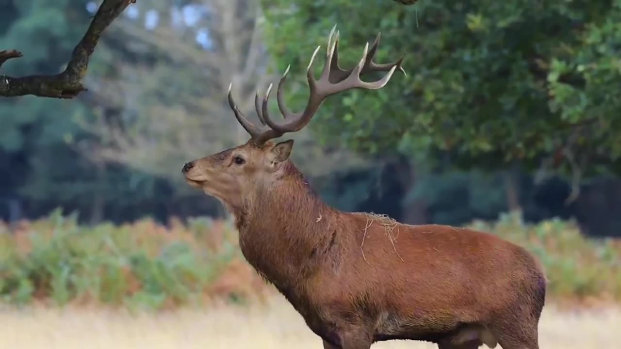 Beautiful sound of forest by Deer 🦌