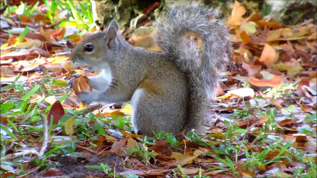 Grey Squirrel eating fastest