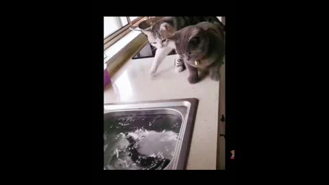 cat afraid of fish