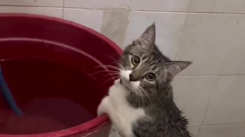 lovely cat playing in water