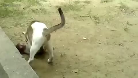 cute animals cat, cute animals cat and dog