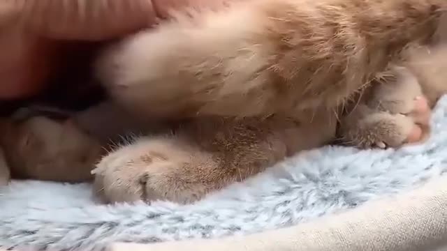 Loving parrots affectionately hug their cat friend