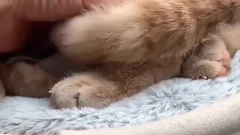 Loving parrots affectionately hug their cat friend