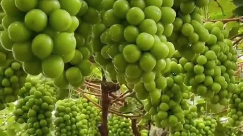 Here’s why you shouldn’t eat seedless grapes👇🏽