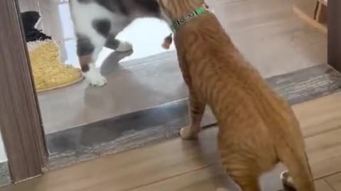 The two cats got into a fight