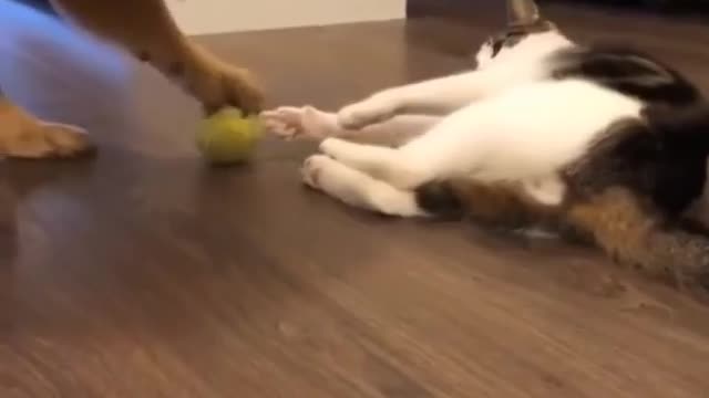 A beautiful fight between a cat and a dog to catch a ball