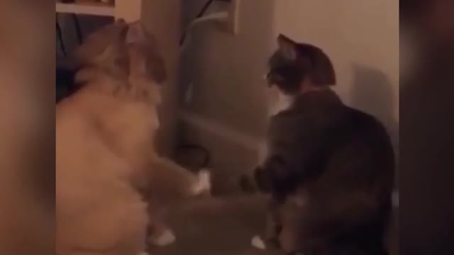 Dog and Cat Excited to Meet!