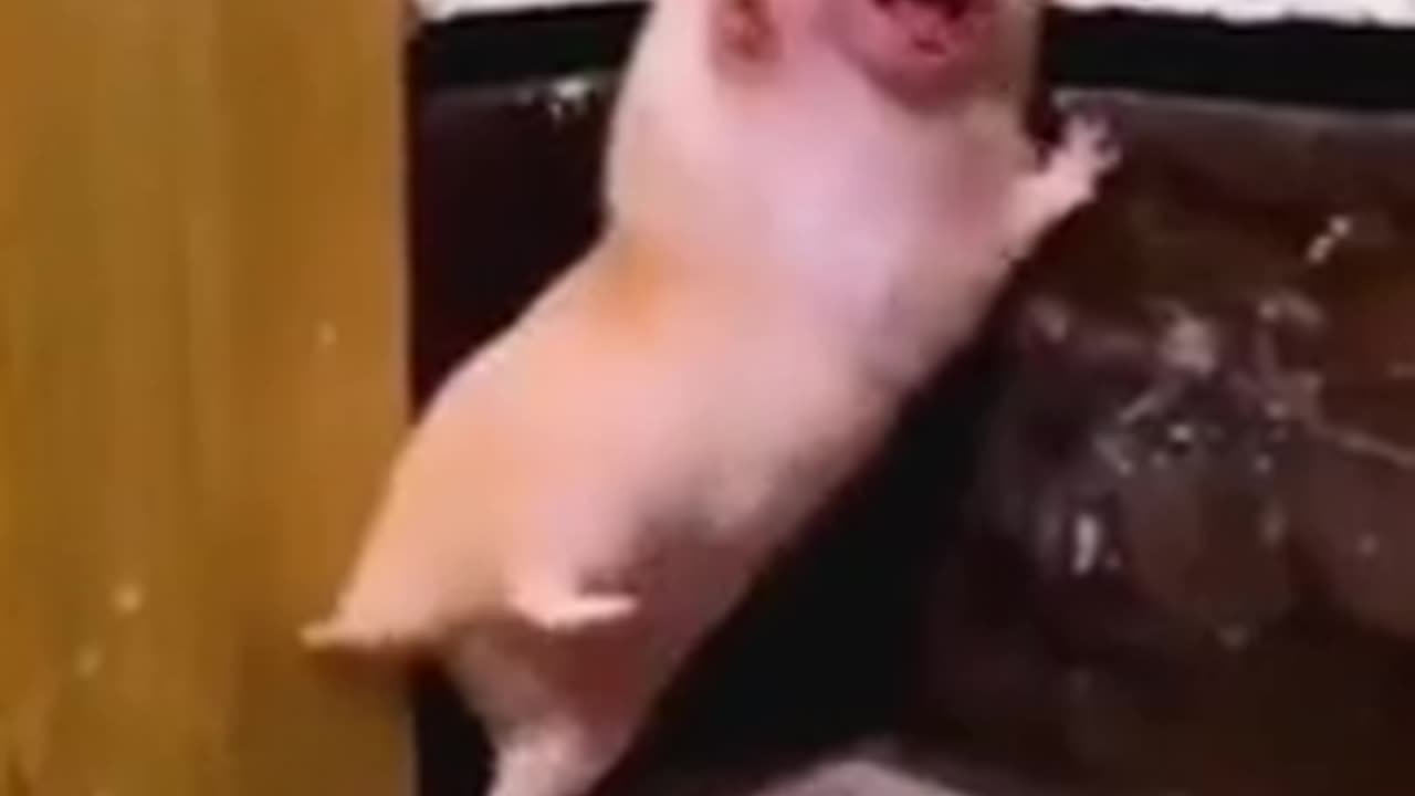 Animals cute reaction video #very funny 🤣😂