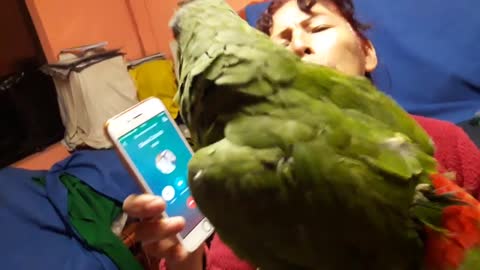 loro habla por telefono