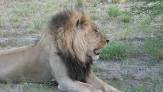 Lion staring in to space