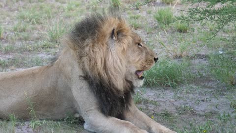 Lion staring in to space