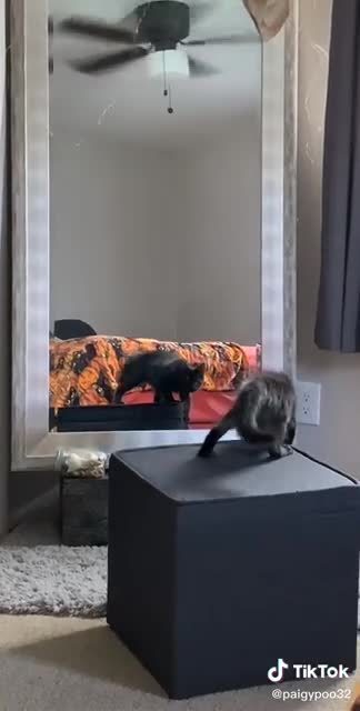 This cat is training of dancing, is doing his show