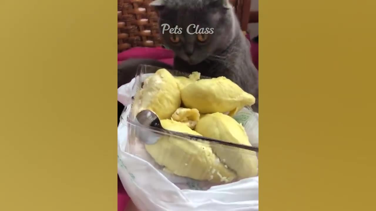 Funny animals