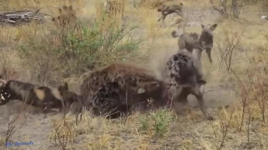 Discovery wild animals fight !2buffalo and 10 lion