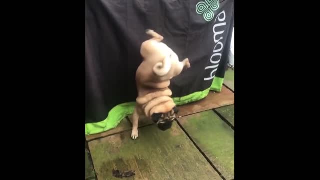 This PUG Dog performed a STUNT that can't be DONE by others - Funny Dog!