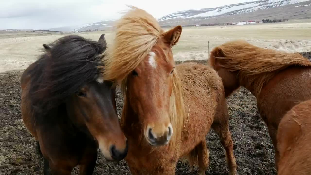 Majestic horses in the wind