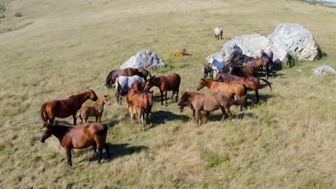 Forward Aerial Pan Slow Tilt Down Shot of Wild Horses on a Hill on a Sunny Day