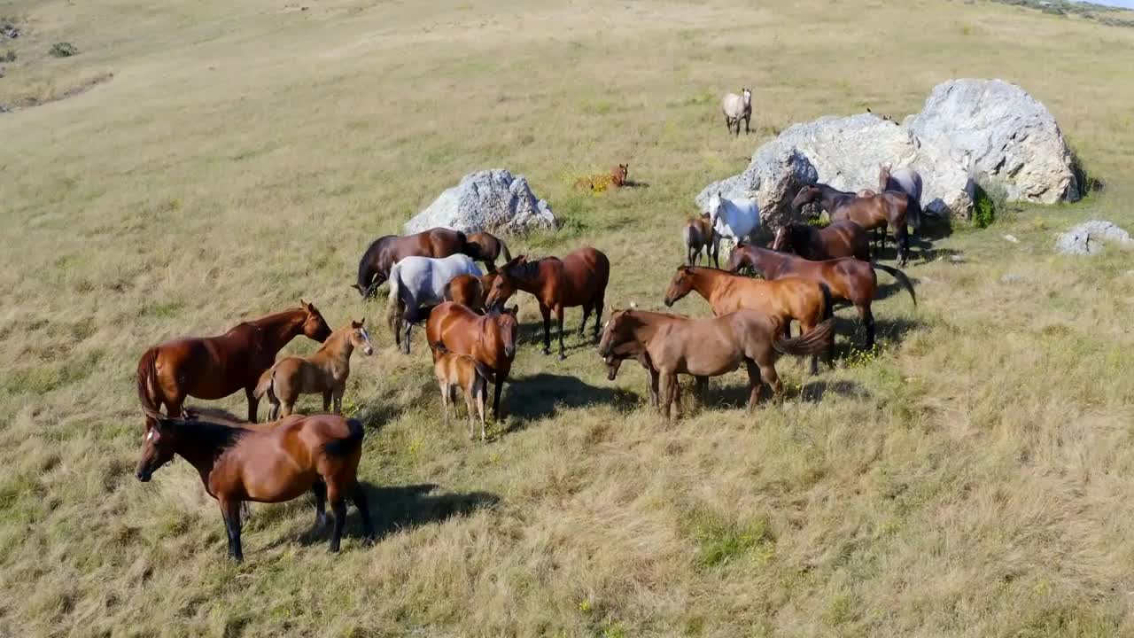 Forward Aerial Pan Slow Tilt Down Shot of Wild Horses on a Hill on a Sunny Day