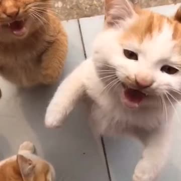 Cute lovly cats