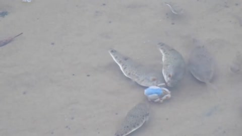 Soldier crab versus Puffer fishes