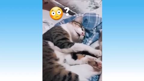 Funny`s Cats three