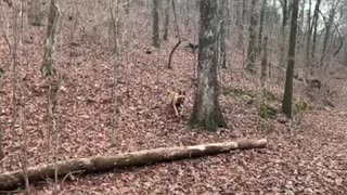 Part one: Highlights from New Year’s Day horseback ride.