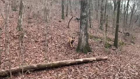 Part one: Highlights from New Year’s Day horseback ride.