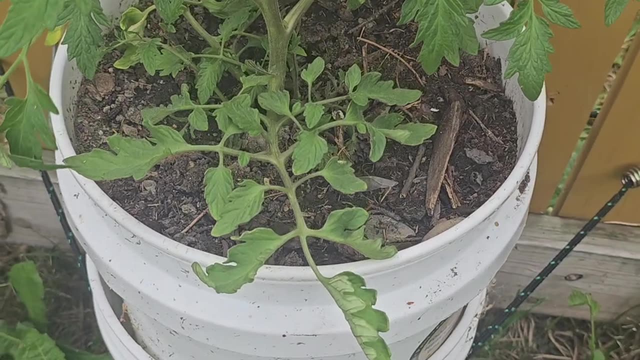 Gardening in Small Spaces! Container Garden with Me!