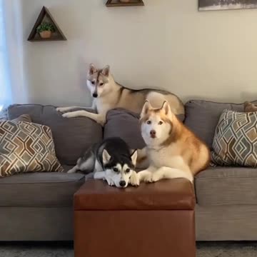 these dogs very serious professional