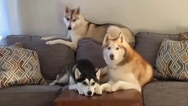 these dogs very serious professional