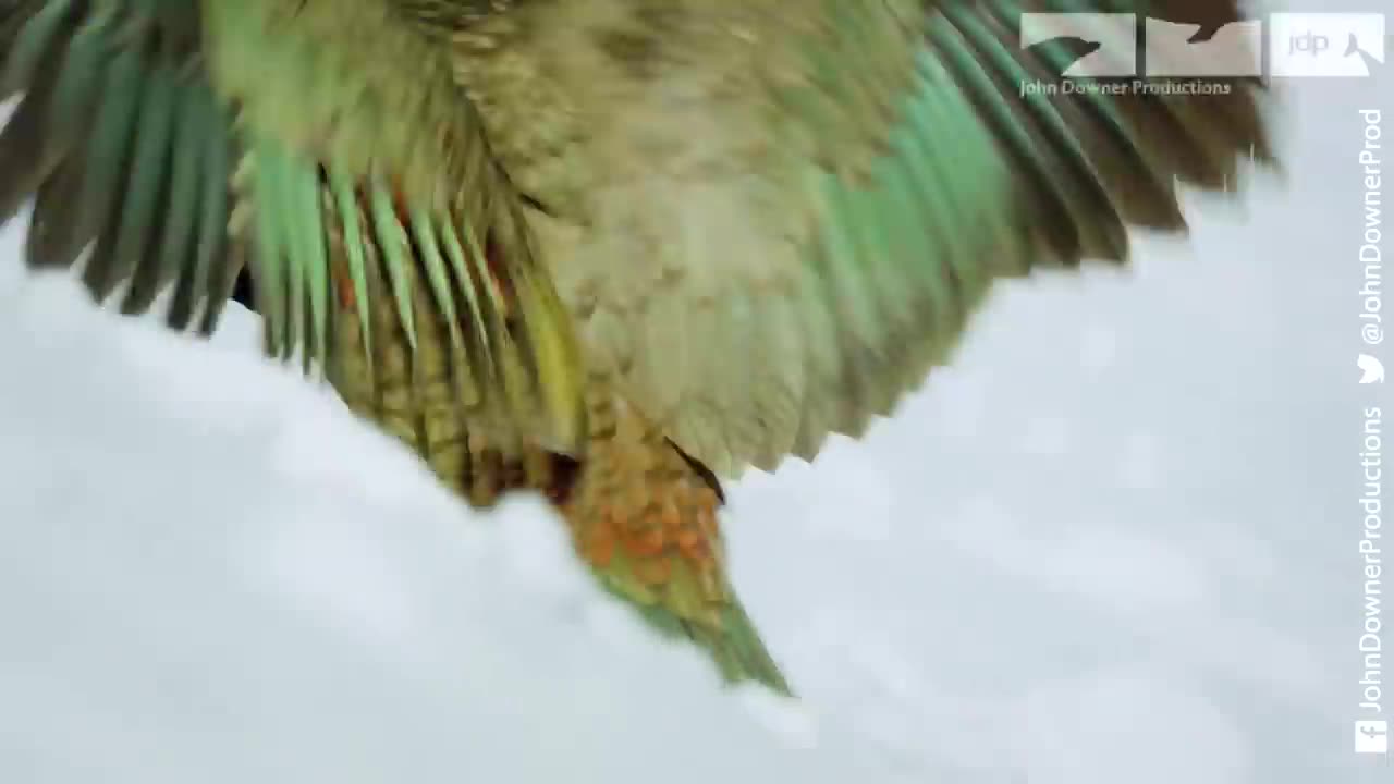 Kea Parrots Play With Snowballs & Discover One To Be Particularly Intriguing!