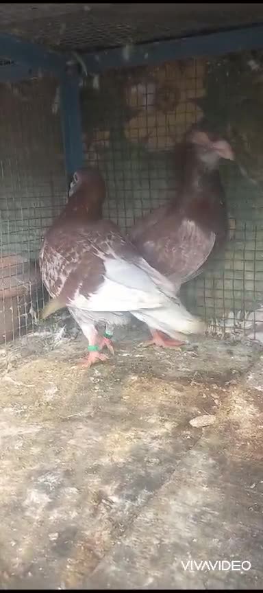 Click here link description for sell Cheap price