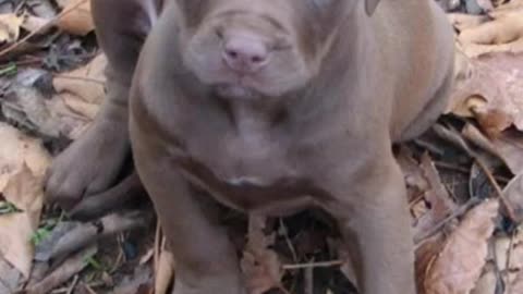 CUTE PUPPY CHANGE DANGEROUS PITBULL/okk guru