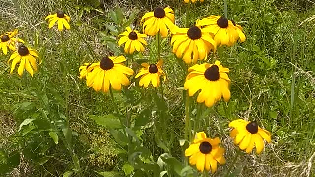 Black-eyed Susan