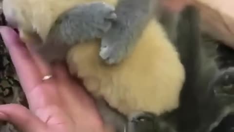 Cute little kitten. We love you!!!