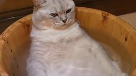 Hot bath😂😂 She likes it🤣 Funny cat video