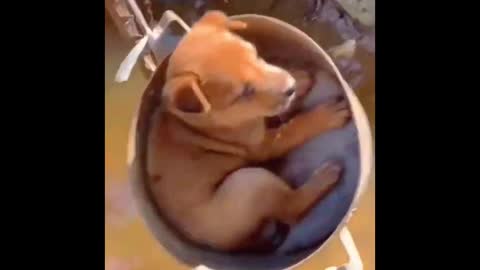 Top 3 moment Dog 😄🤯