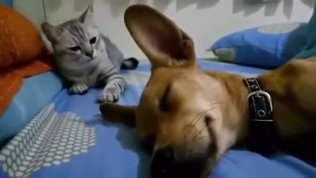 Dog Farting make cats angry