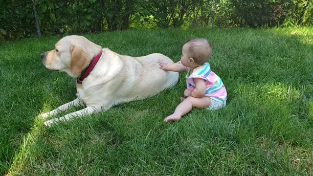 Dog Double Barrels Baby While Playing