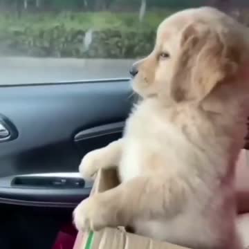 😍Cute and Funny Dog Compilation