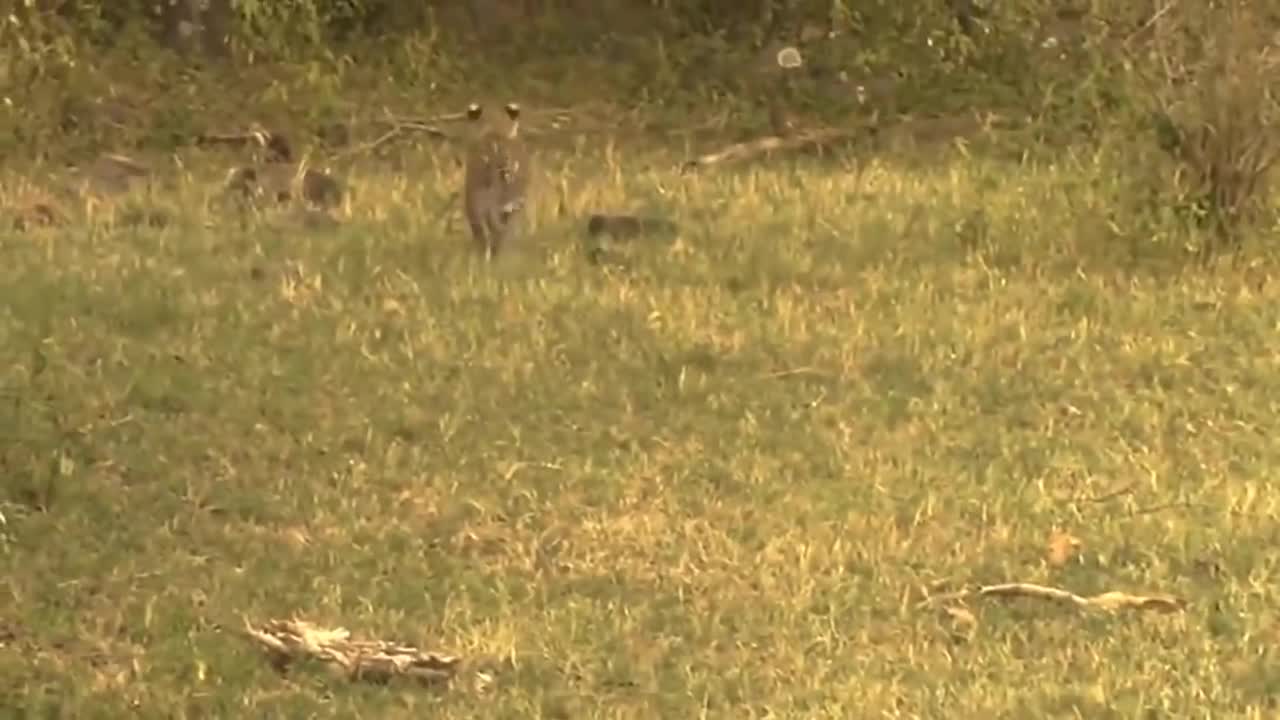 Big Mistake Eagle Provoked Baby Leopard And The Unexpected _ Mother Leopard Fail