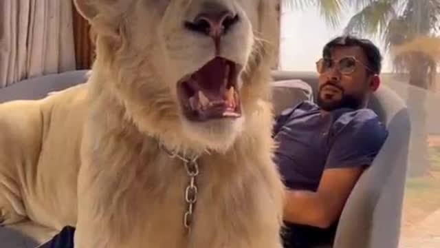 The pet lion of Dubai local tyrant