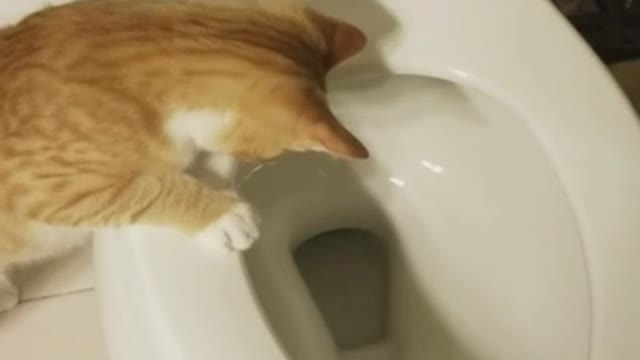 Kitty Loves watching toilet paper go bye bye